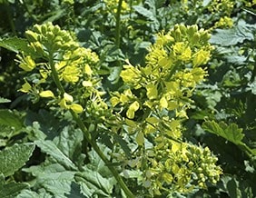 Гірчиця біла