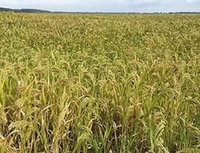 Просо жовте