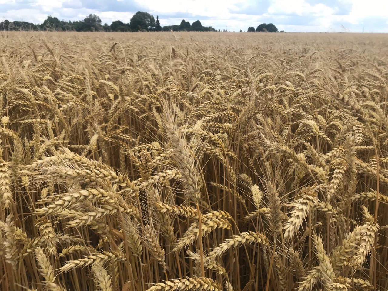 Пшениця озима